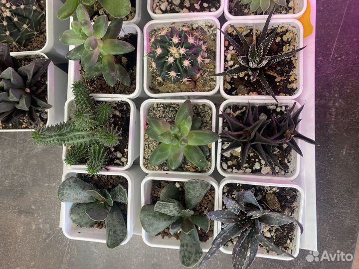 Суккуленты