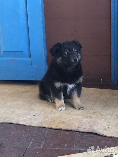 Щенок 4 месяца