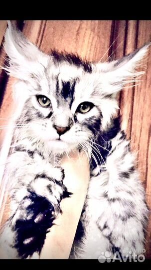 Мейн кун полидакты и классики котята и вязка