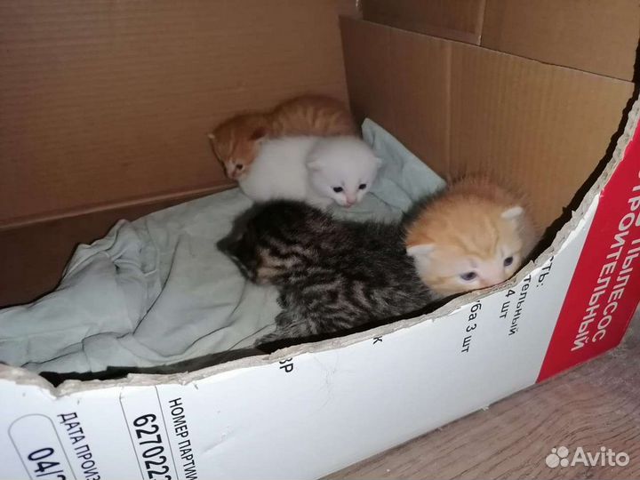 Вислоухие котята в добрые руки