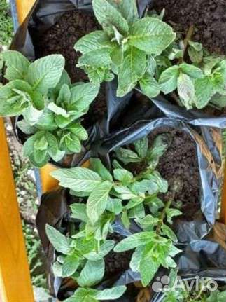 Саженцы мяты ментоловой