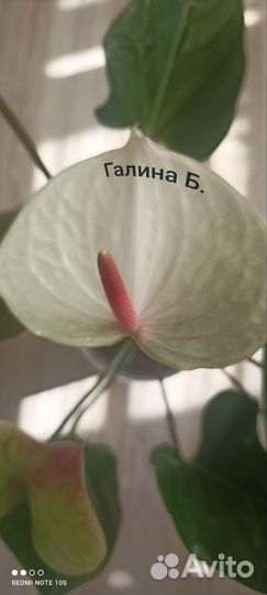 Антуриум Фентези Лав