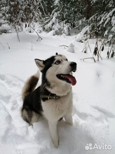 Вязка сибирский хаски