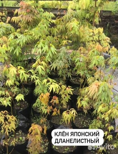 Садовые растения