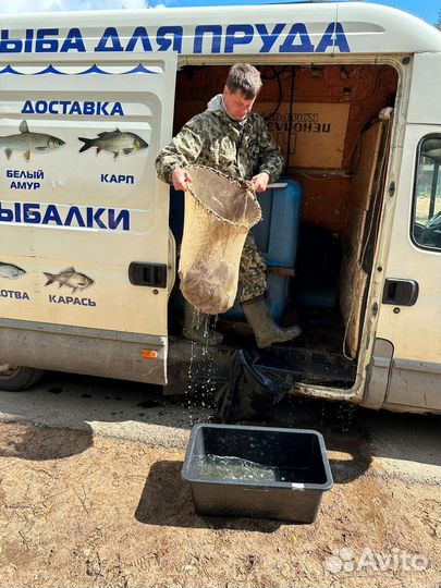 Живая форель