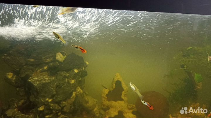 Креветки вишня