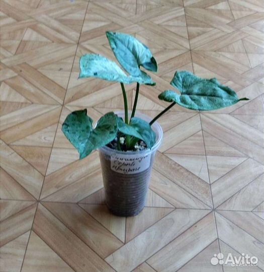 Сингониум Серый Призрак / Syngonium Gray Ghost