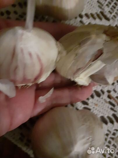 Ампельная Петунья Тайдел,Лобелия плетистая