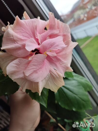 Сортовые гибискусы
