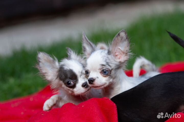 Щенки чихуахуа