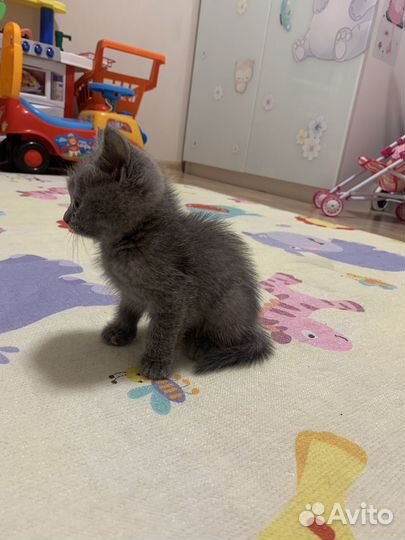 Шотланский котенок