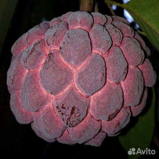 Аннона scuamosa семена