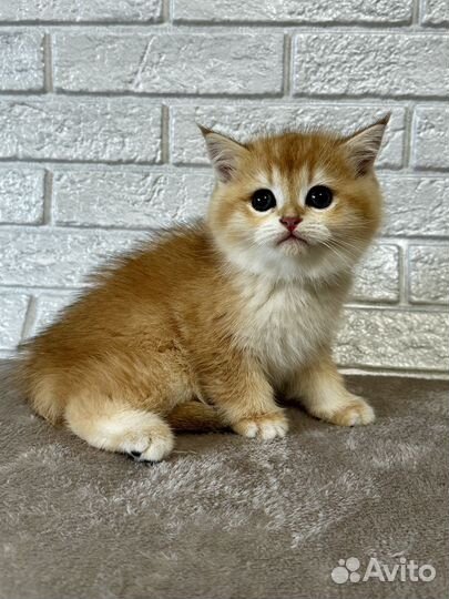 Шотландская золотая шиншилла мальчик ny 12