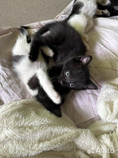 Отдам котят в добрые руки