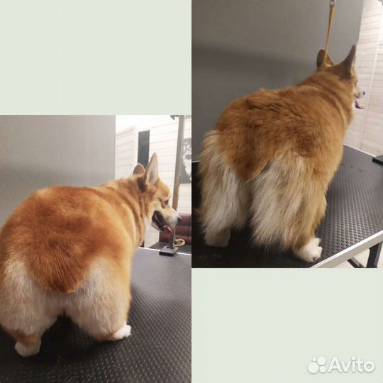 Стрижка собак и кошек