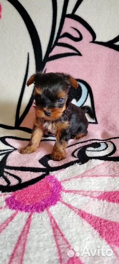 Мини мальчик йоркширского терьера