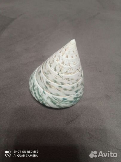 Морские ракушки