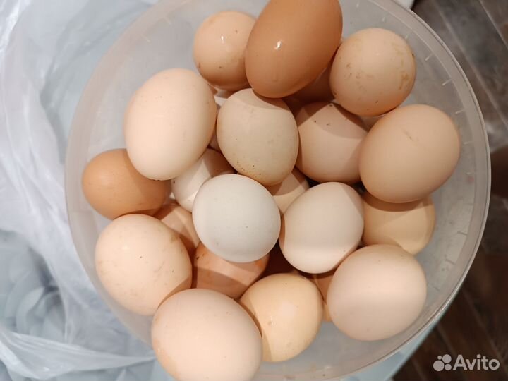 Домашние куриные яйца