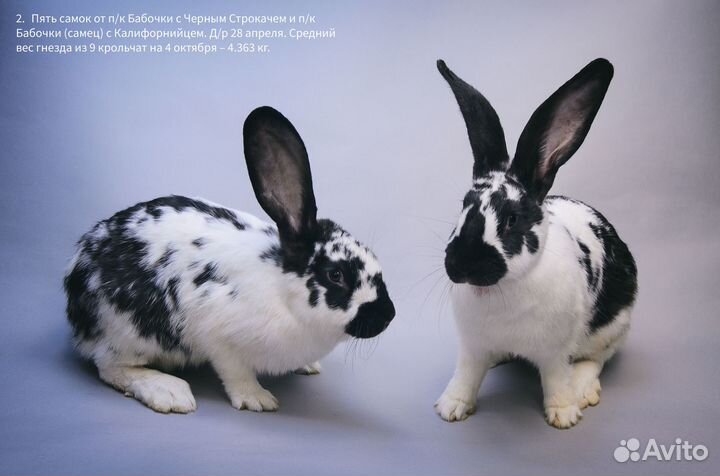 Декоративные кролики в аренду и на продажу