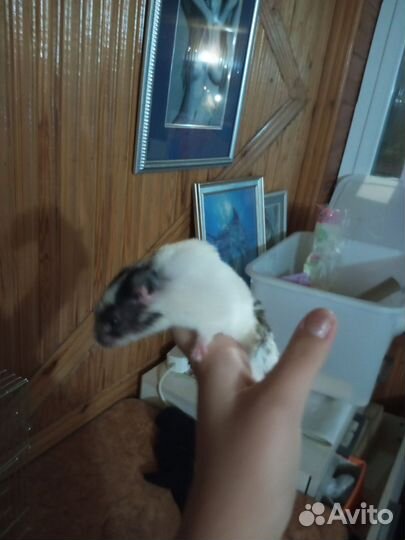 Сирийские хомячки