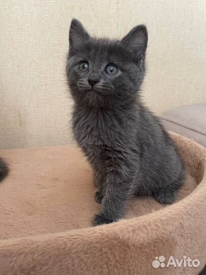 Котики в добрые руки