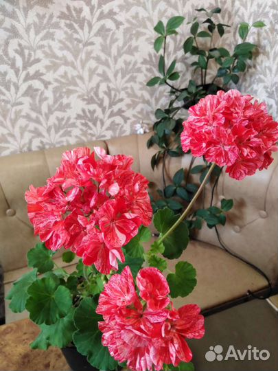 Пеларгония герань