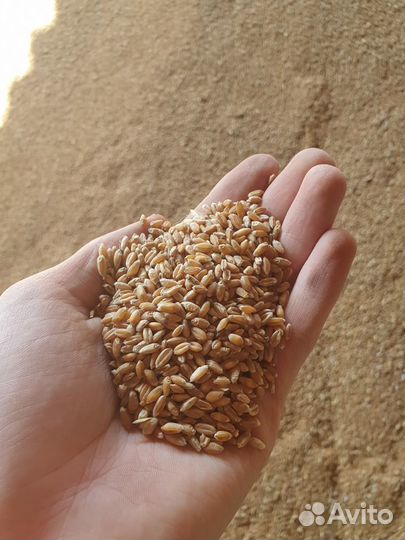 Продажа пшеницы, ячменя, овса, комбикорма