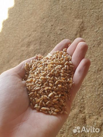 Продажа пшеницы, ячменя, овса, комбикорма
