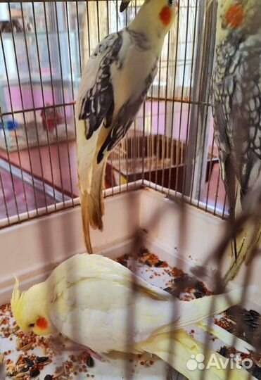 Попугай Корелл и Какарик