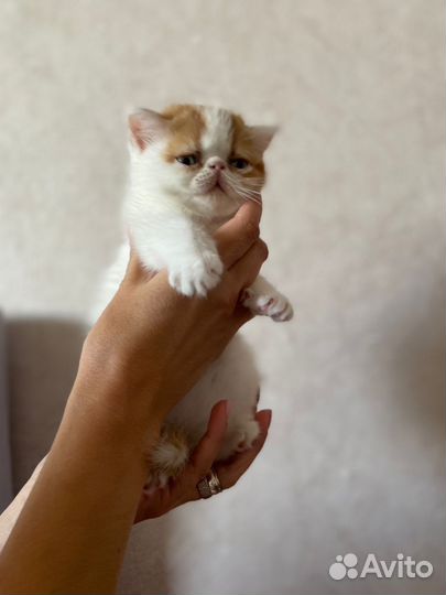 Экзотическая кошка