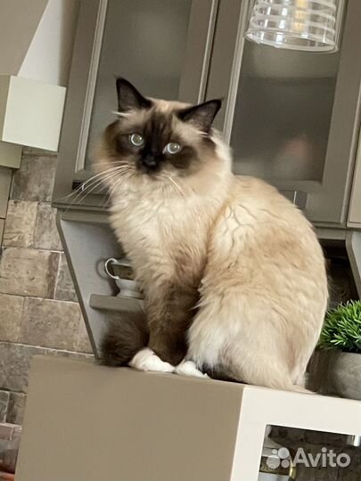 Котята Священная бирма