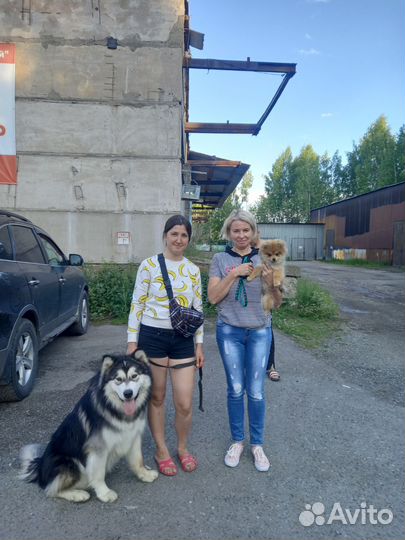 Дрессировка собак, Кинолог с выездом