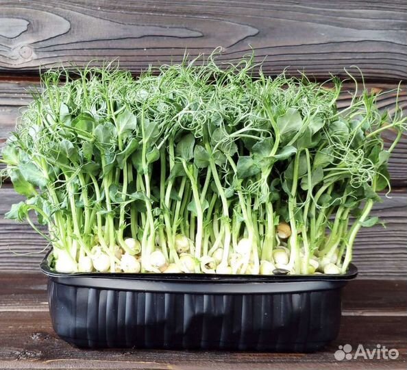 Микрозелень горох