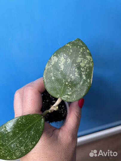 Хойя акута EPS 997