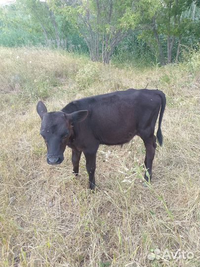 Продам бычка 1,5 мес