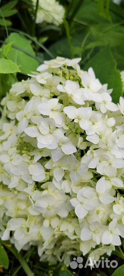 Гортензия. Букет под заказ