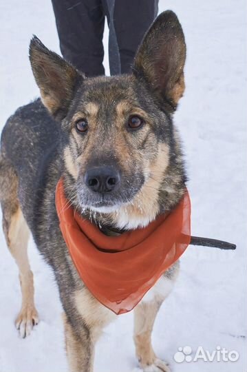 Прекрасная Волча ждет в приюте