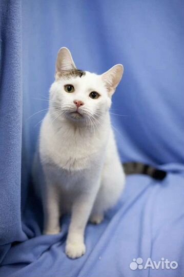 Бим ищет дом