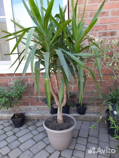 Комнатные цветы юкка