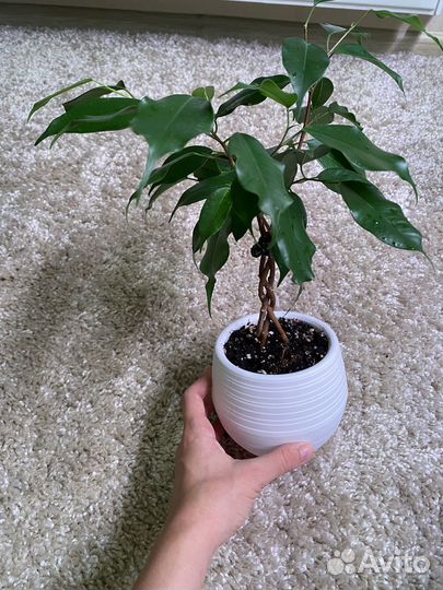 Фикус бенджамина