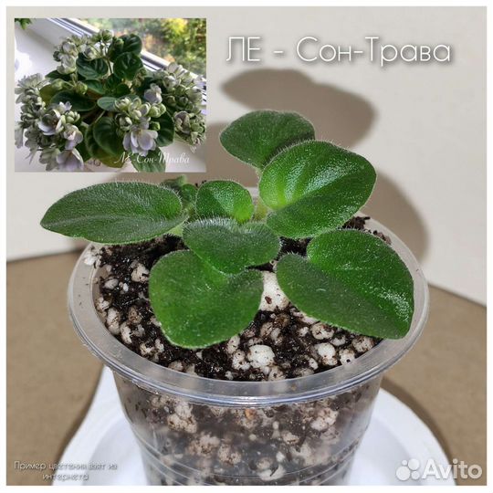 Детки сортовых фиалок