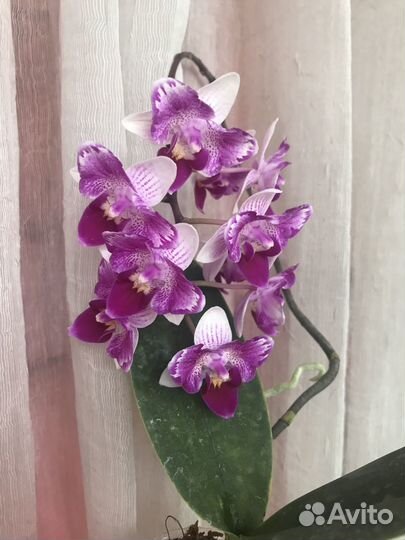 Орхидея, Phalaenopsis