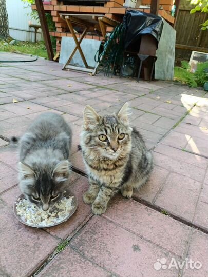 Сибирские котята в добрые руки москва