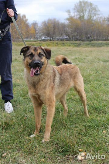 Молодой пёс станет замечательным другом