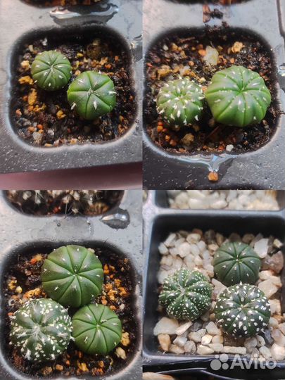 Astrophytum asterias mix и ast. ast purple skin