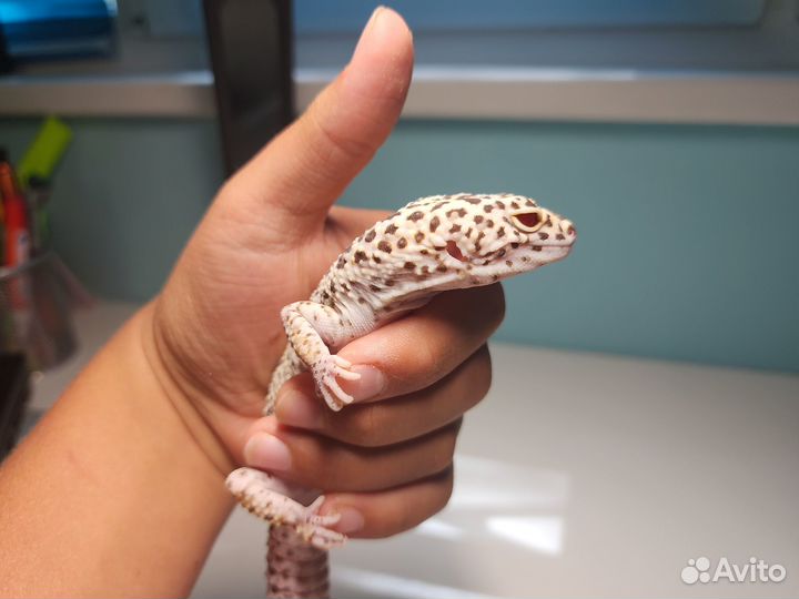 Геккон эублефар