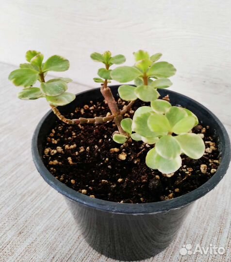 Комнатные растения