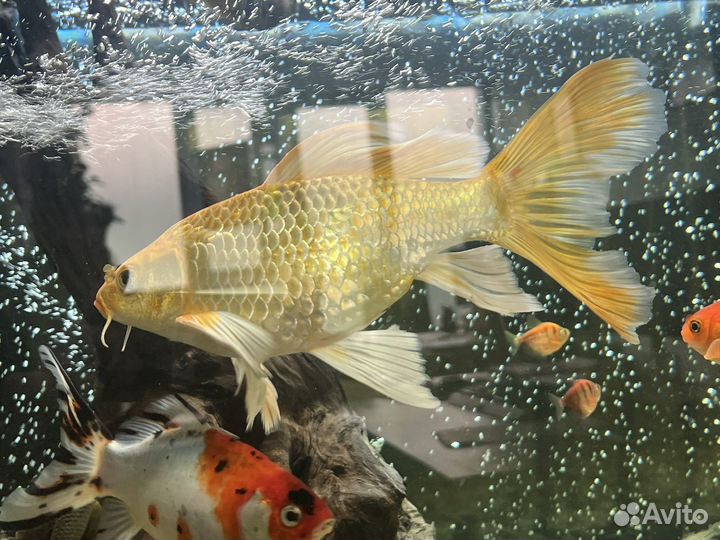 Карп кои золотой