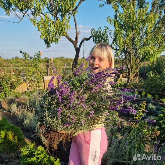 Лаванда сиреневая и розовая