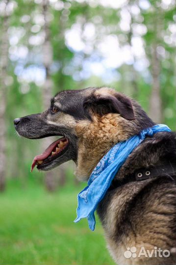 Восточноевропейская овчарка в добрые руки